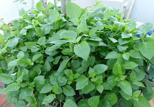 Mách chị em cách trồng rau ngót Nhật lớn siêu nhanh, non mơn mởn - 1 - kythuatcanhtac.com