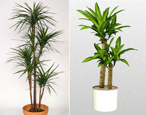 Ai ngờ trồng 6 loại cây này có thể hóa giải phong thủy xấu ở ban công nhà bạn - 9 - kythuatcanhtac.com