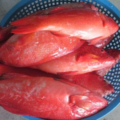 Cá bống mú đỏ - kythuatcanhtac.com