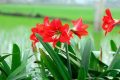 Cách trồng hoa loa kèn đỏ - kythuatcanhtac.com