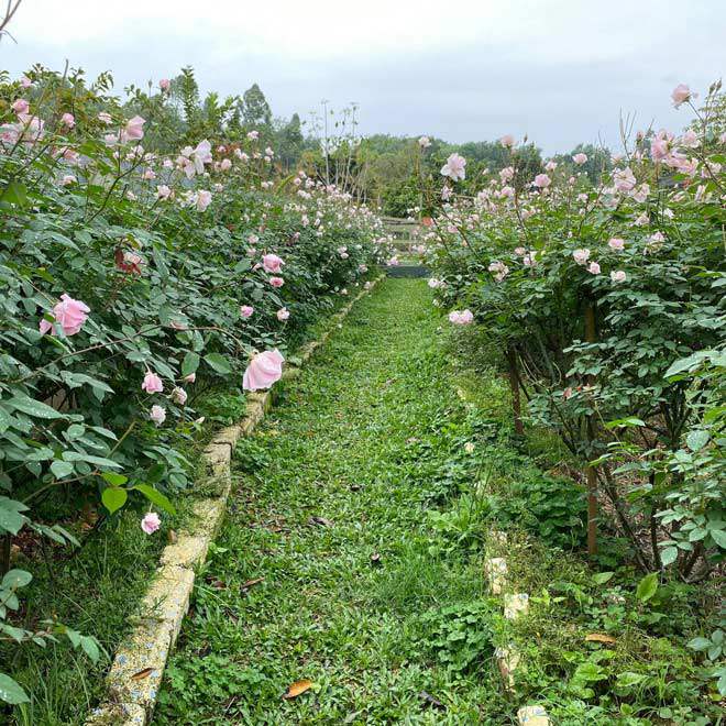 Mê mẩn vườn hồng đẹp như mơ, rộng hàng nghìn m2 của bà mẹ Hà thành - 12 - kythuatcanhtac.com
