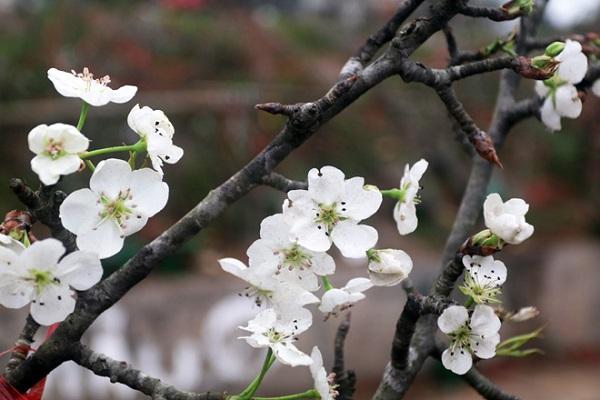 Hoa Lê trắng - Đặc điểm, ý nghĩa và cách trồng loài hoa của Tây Bắc - 1 - kythuatcanhtac.com
