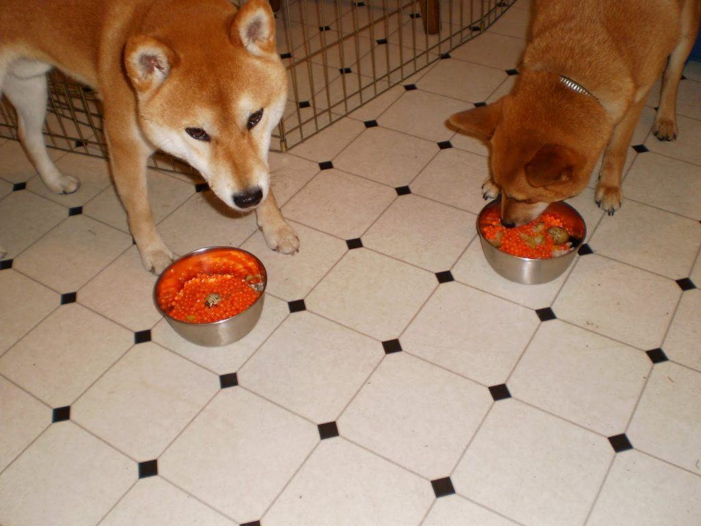 Hai chú chó Shiba đang ăn tối - kythuatcanhtac.com