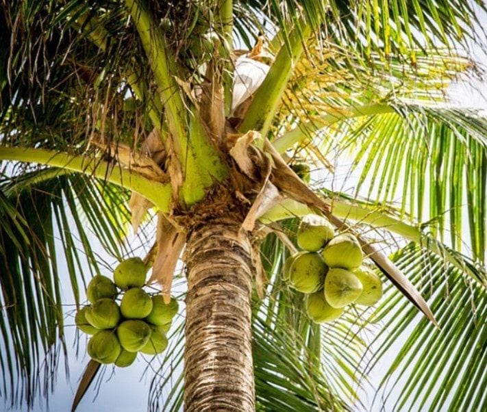 Cây Dừa - Đặc điểm và những công dụng thần kỳ của Cây Dừa 14 - kythuatcanhtac.com