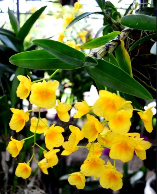 Hoa lan màu vàng - Những ý nghĩa của hoa lan màu vàng có thể bạn chưa biết 12 - kythuatcanhtac.com
