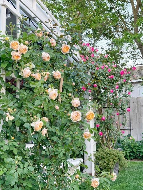 Mẹ 7X sang Mỹ làm cả vườn hồng rộng 800m2, bông nào cũng to như miệng bát - 19 - kythuatcanhtac.com