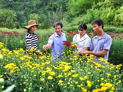 Kỹ thuật trồng hoa cúc đà lạt - kythuatcanhtac.com