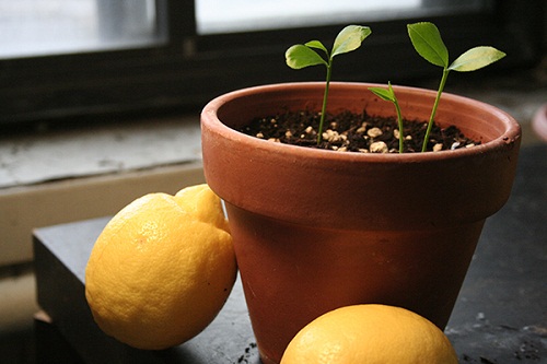 Tận dụng đồ thừa trong bếp mang đi trồng, thành quả đảm bảo khiến bạn bất ngờ - 6 - kythuatcanhtac.com