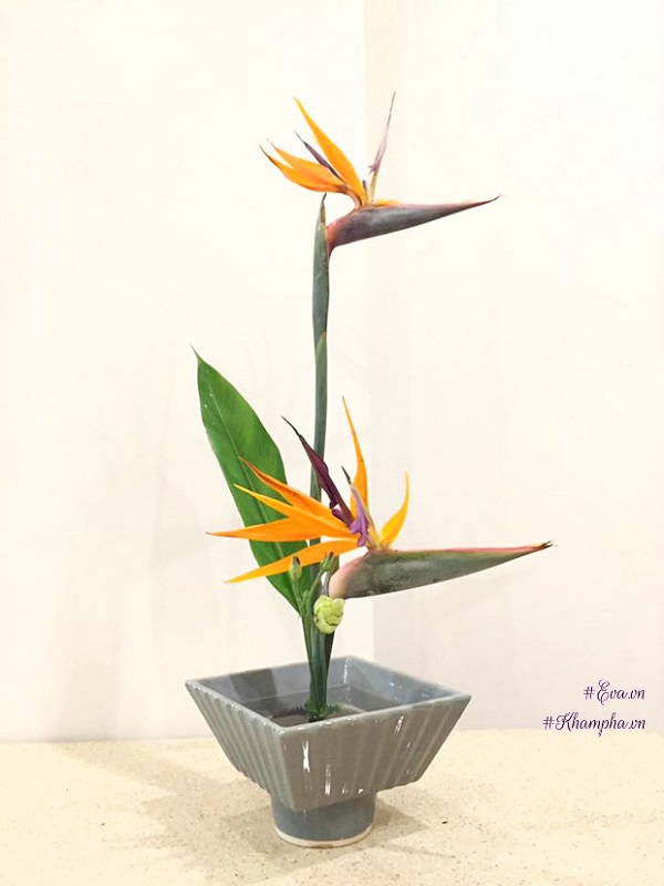 Hoa Thiên Điểu - Sự tích, ý nghĩa và cách cắm hoa đẹp - 4 - kythuatcanhtac.com