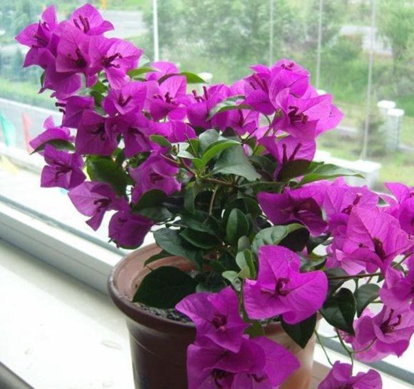 Trồng hoa giấy có một mẹo bén rễ cực nhanh, 3 điều làm tốt hoa nở thành chùm to - 1 - kythuatcanhtac.com