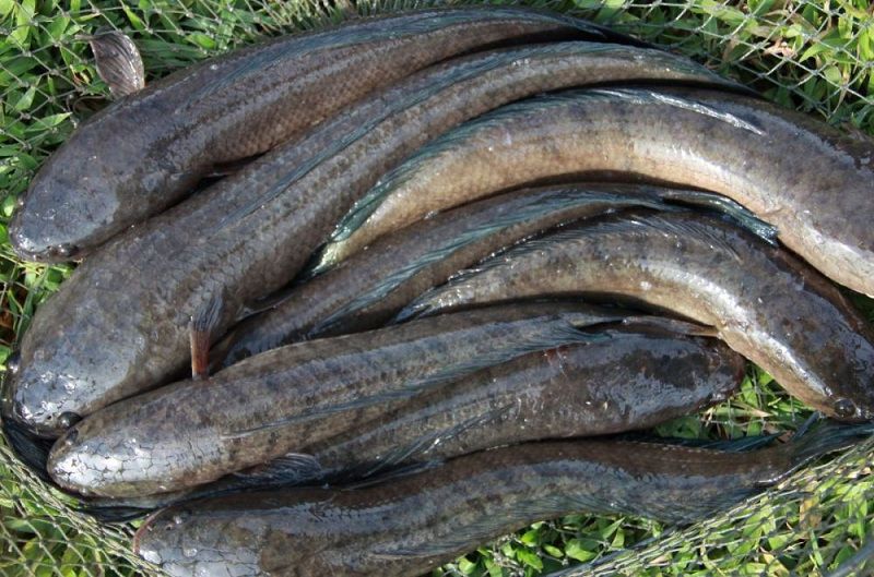 Giá cá lóc nuôi & Cá lóc giống hiện nay. Địa chỉ bán cá lóc giống uy tín - kythuatcanhtac.com