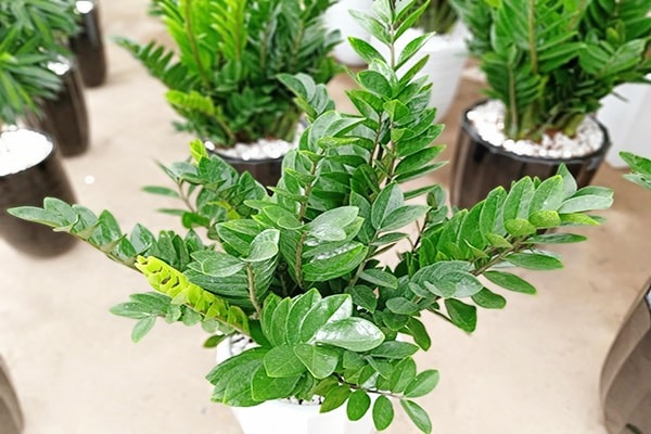 Các loại cây xanh trong nhà và văn phòng đẹp, hợp phong thủy nên trồng - 6 - kythuatcanhtac.com