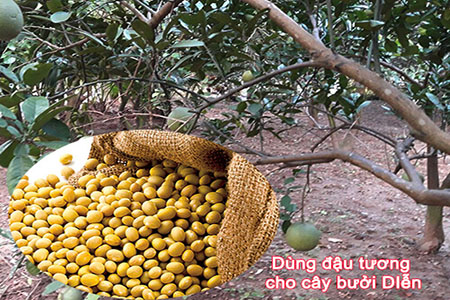 Bón phân đậu tương cho cây bưởi diễn - kythuatcanhtac.com