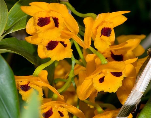 Hoa lan trầm - Những loại hoa lan trầm phổ biến nhất hiện nay 25 - kythuatcanhtac.com