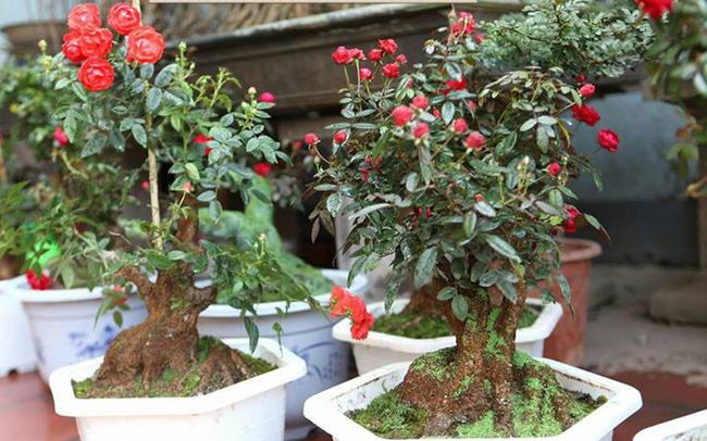 Hoa hồng bonsai – Hoa hồng thế nghệ thuật dành cho người yêu hoa 6 - kythuatcanhtac.com