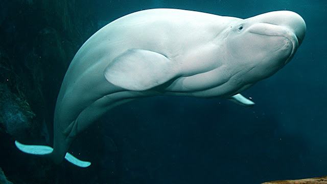 Cá voi trắng Beluga - kythuatcanhtac.com