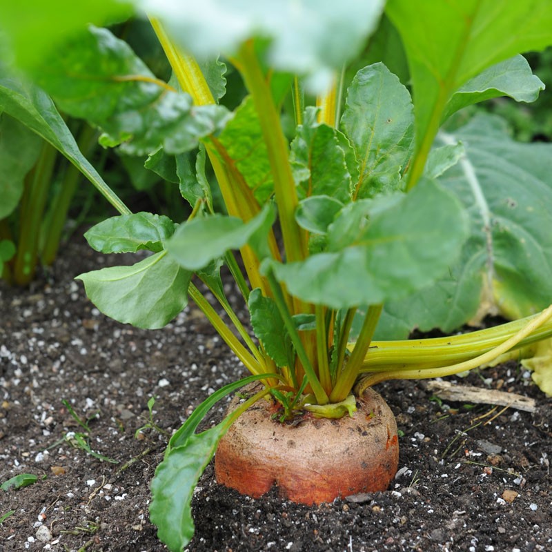 Giữ chậu củ cải vàng luôn ẩm nhưng không ngập nước. Tưới nước thường xuyên và đều đặn sẽ giúp cây mọc nhanh.  - kythuatcanhtac.com