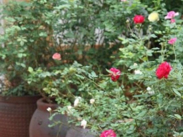 Độc đáo vườn hồng trăm gốc trồng trong chum, vại của bà mẹ phố núi - kythuatcanhtac.com
