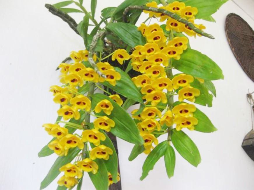 Hoa lan phi điệp vàng - Nguồn gốc, đặc điểm, cách trồng và chăm sóc hoa lan phi điệp vàng 20 - kythuatcanhtac.com