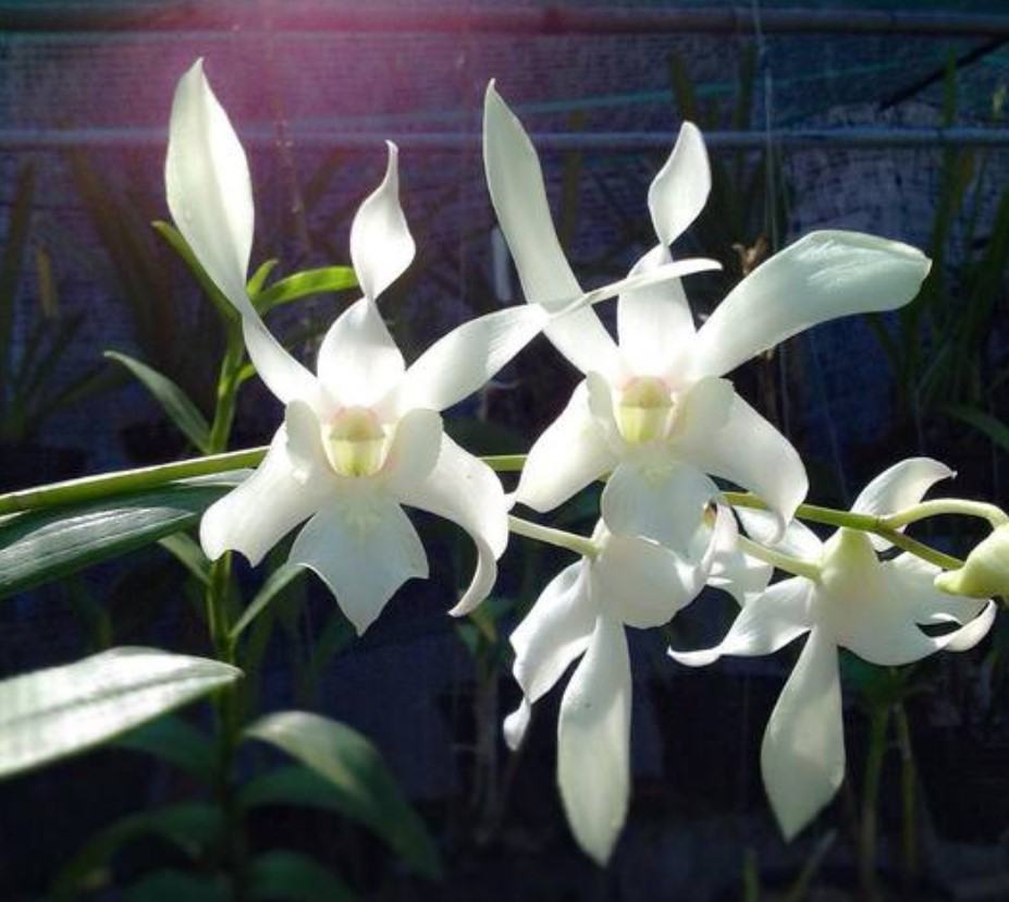 Hoa lan dendro nắng - Nguồn gốc, đặc điểm, cách trồng và chăm sóc hoa lan dendro nắng 16 - kythuatcanhtac.com