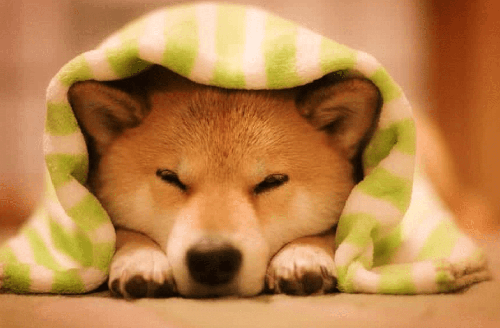 Chó Shiba - Nguồn gốc, đặc điểm và cách chăm sóc chú chó shiba 14 - kythuatcanhtac.com