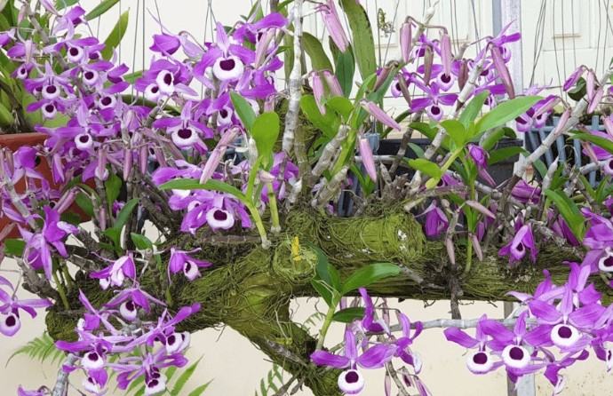 Hoa lan kèn - Nguồn gốc, đặc điểm, cách trồng và chăm sóc hoa lan kèn 14 - kythuatcanhtac.com