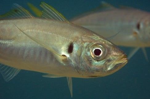 Cá Sòng - Đặc điểm sinh học của Cá Sòng 8 - kythuatcanhtac.com