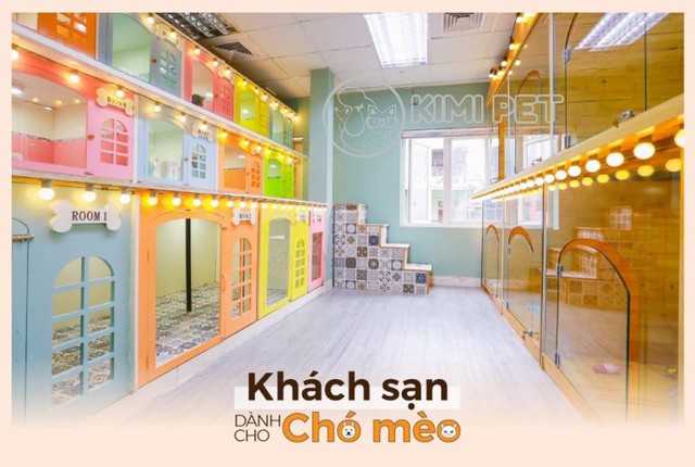 Dich Vu Tam Cho Meo Tai Kimi Pet - kythuatcanhtac.com