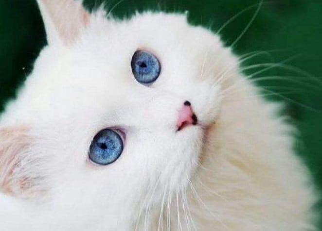 Mèo trắng - Các giống mèo trắng đẹp nhất hiện nay 12 - kythuatcanhtac.com