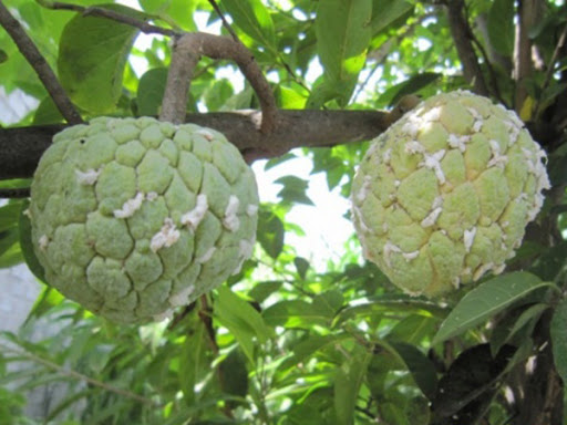 rệp sáp trắng gây thiệt hại nặng cho cây và quả na - kythuatcanhtac.com
