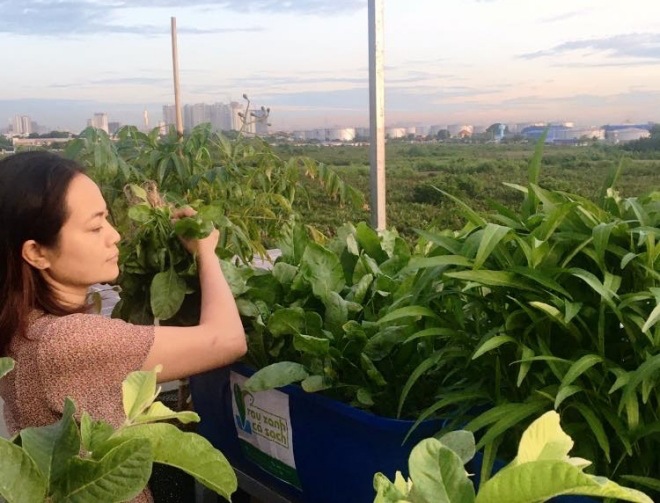 Thầy giáo Sài Gòn trồng rau, nuôi cá trên sân thượng 10m2, vốn 20 triệu giờ ăn không hết - 5 - kythuatcanhtac.com