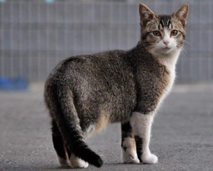 Mèo Mướp - Đặc điểm tính cách của Mèo Mướp 13 - kythuatcanhtac.com