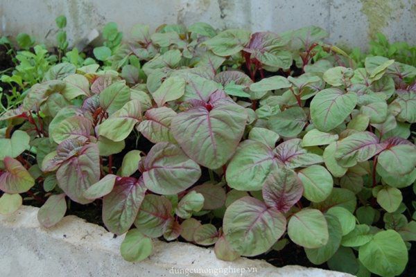 Qua Tết âm trở lại làm vườn, mẹ đảm trồng ngay 6 loại rau này sẽ lớn nhanh như thổi - 6 - kythuatcanhtac.com