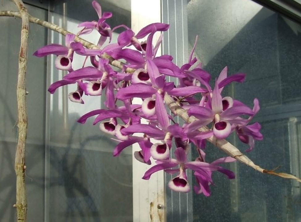 Hoa lan kèn - Nguồn gốc, đặc điểm, cách trồng và chăm sóc hoa lan kèn 18 - kythuatcanhtac.com