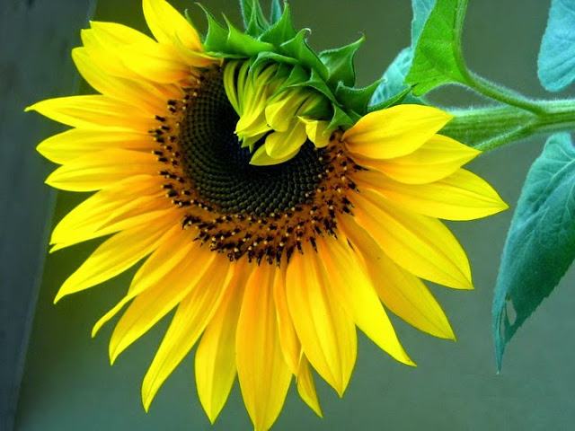 Hoa hướng dương – Hoa của ánh mặt trời đẹp thu hút ánh nhìn 6 - kythuatcanhtac.com