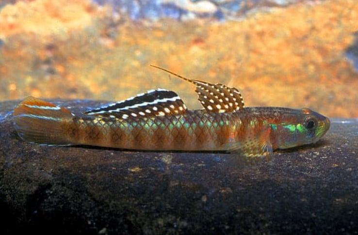 Cá bống rồng - Những hình ảnh đẹp về cá bống rồng 15 - kythuatcanhtac.com