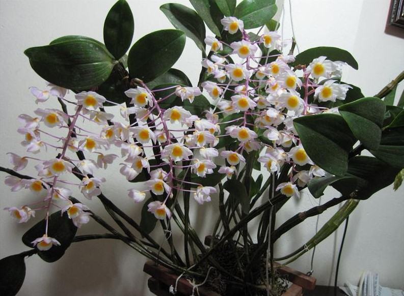 Hoa lan kiều tím - Loài hoa có vẻ đẹp không tỳ vết 18 - kythuatcanhtac.com