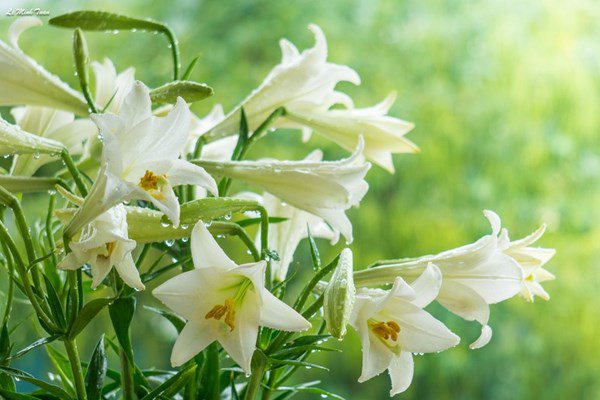 Mách các mẹ bí quyết chọn hoa loa kèn trắng muốt, mang về nở căng - 1 - kythuatcanhtac.com