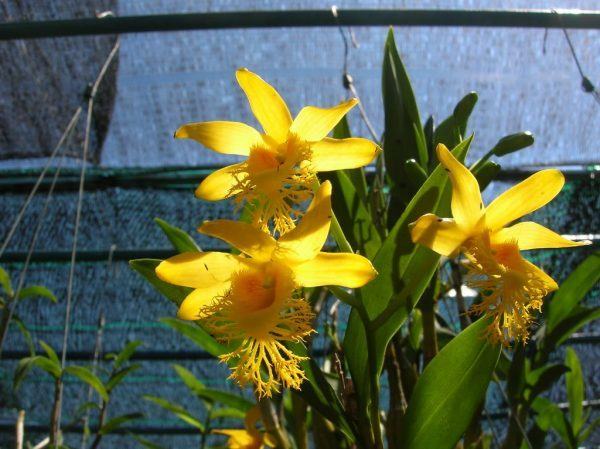 Dendrobium brymerianum Hoàng thảo hoàng long vỹ - kythuatcanhtac.com