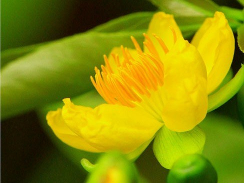 Hoa mai vàng - kythuatcanhtac.com