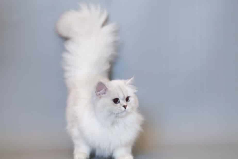 Mèo trắng - Các giống mèo trắng đẹp nhất hiện nay 14 - kythuatcanhtac.com