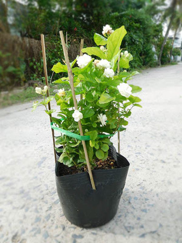 Cắt cành hoa nhài và rắc một ít phân vào bọng, hoa nhài nở nhiều và thơm hơn bình thường - 4 - kythuatcanhtac.com
