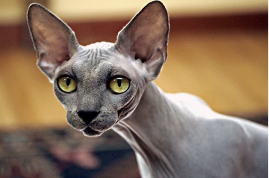 Mèo Ai Cập - Chú mèo nhỏ nhắn và đắt giá nhất thế giới 18 - kythuatcanhtac.com
