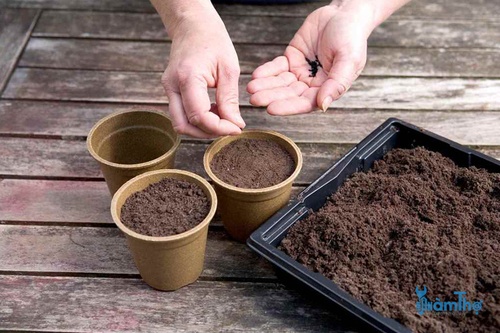 Rải hạt mỏng lên bề mặt, phủ một vài mm đất trộn, tưới nước và giữ ẩm. - kythuatcanhtac.com