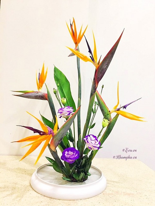 Hoa Thiên Điểu - Sự tích, ý nghĩa và cách cắm hoa đẹp - 9 - kythuatcanhtac.com