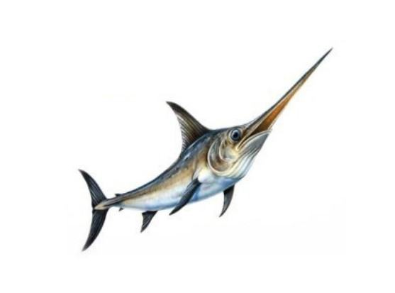 Những thông tin cơ bản liên quan đến cá kiếm 11 - kythuatcanhtac.com