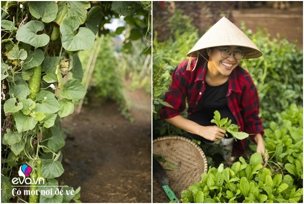 8X Sài Gòn về quê mua đất trồng rau, để bố mẹ đón tuổi già trong vườn 1 héc ta - 15 - kythuatcanhtac.com