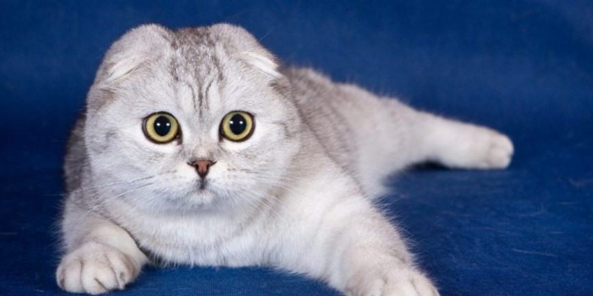 Mèo tai cụp - Những thông tin cơ bản liên quan đến mèo tai cụp bạn cần biết 13 - kythuatcanhtac.com