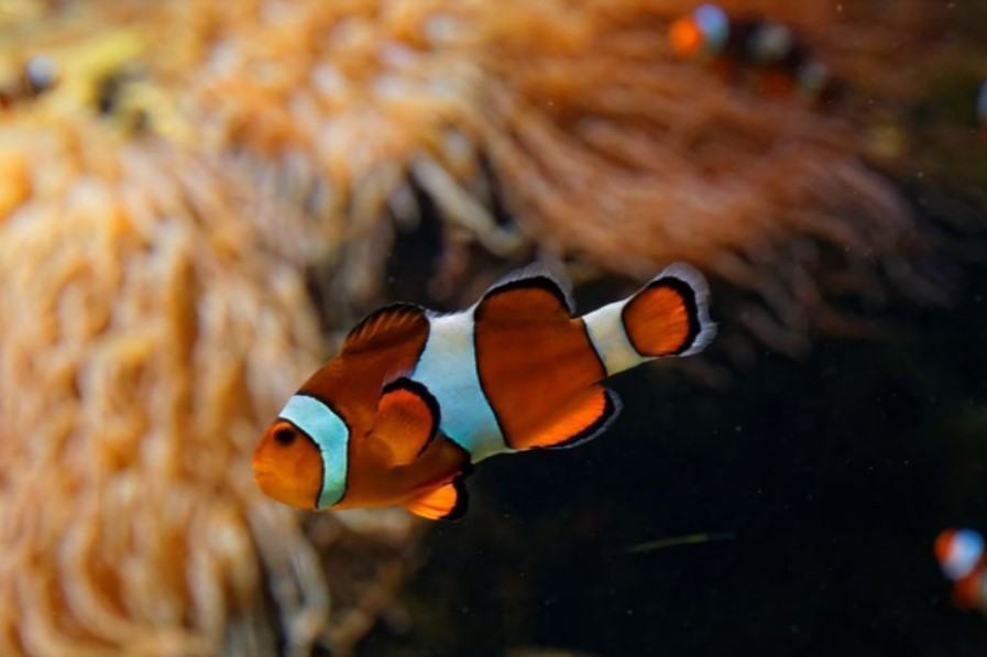 Cá cảnh - Những loài cá cảnh phổ biến nhất hiện nay 21 - kythuatcanhtac.com