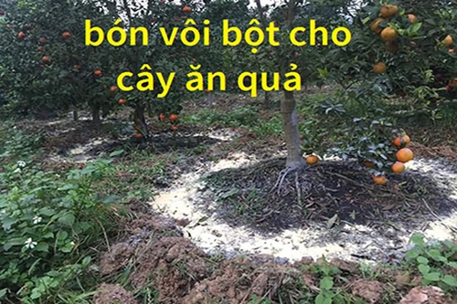 Bón vôi bột cho cây ăn quả hạn chế được nấm bệnh gây hại - kythuatcanhtac.com
